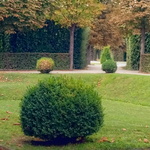 Büsche im Schlossgarten