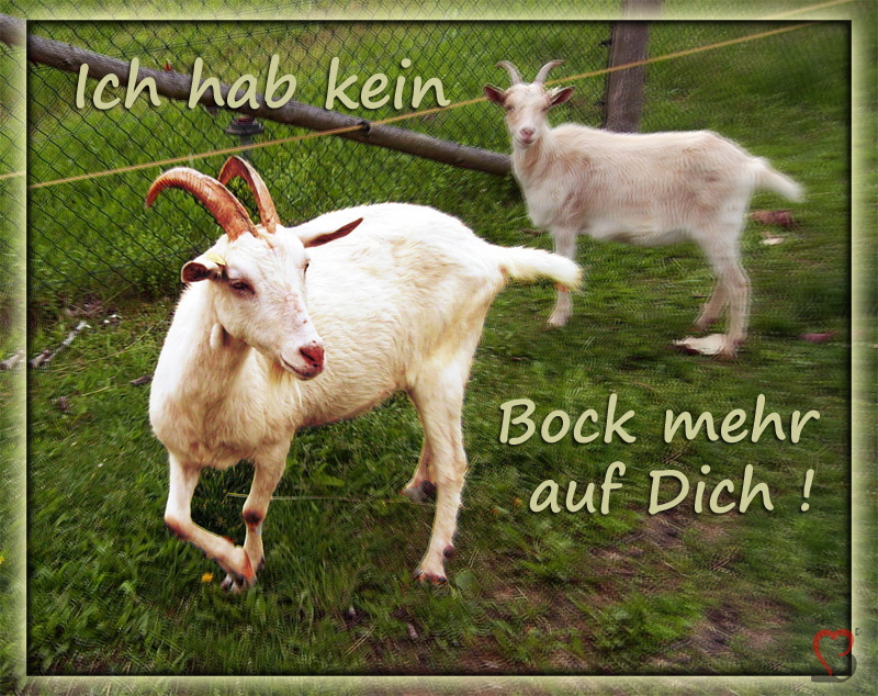 weissewarte-tierpark-ziegen-keinbock