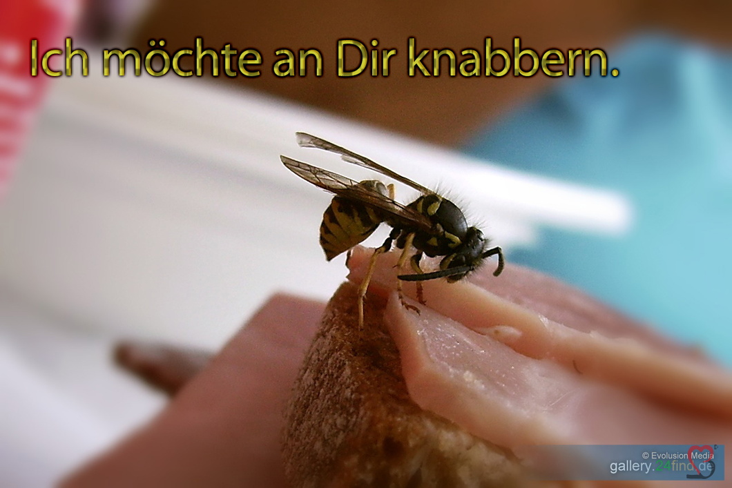 wespe-knabbern