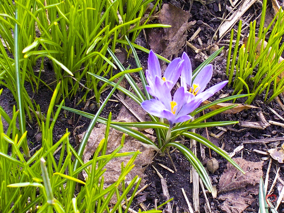 Krokus