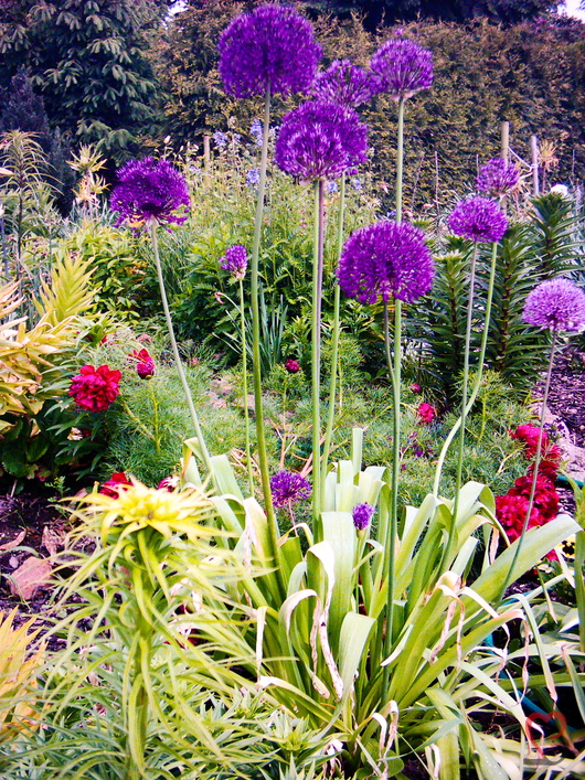 Alium