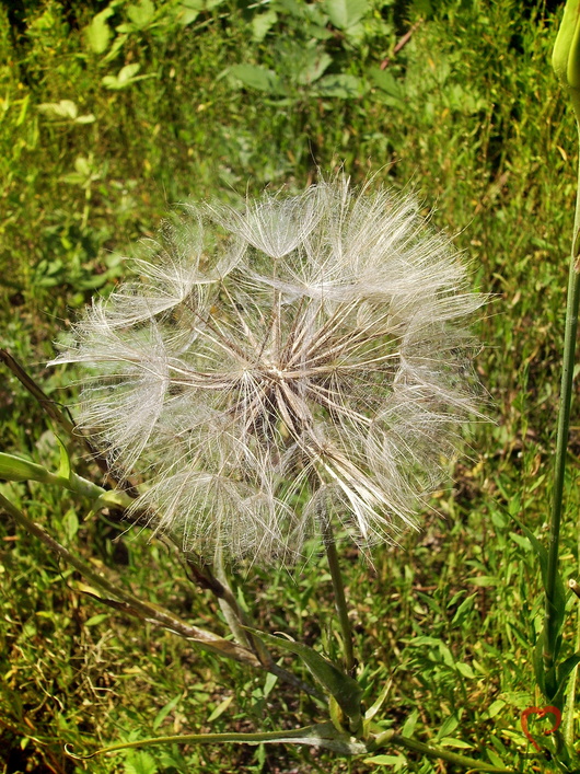 Pusteblume