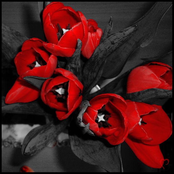 Tulpen