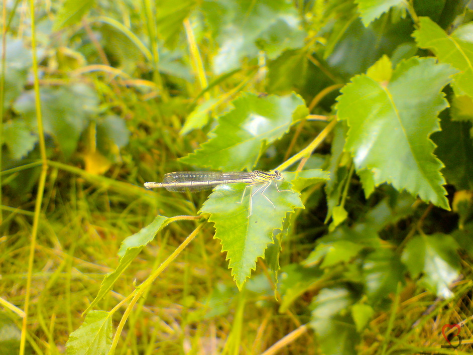 Libelle