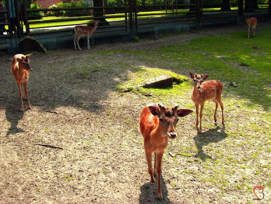 Dammwild Familie