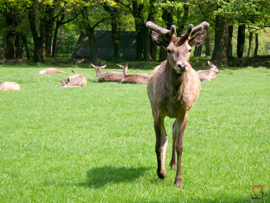 Dam-, Rot-, Muffelwild und Sika-Hirsche