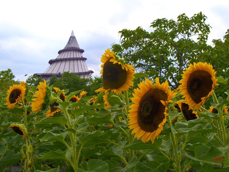Sonnenblumen