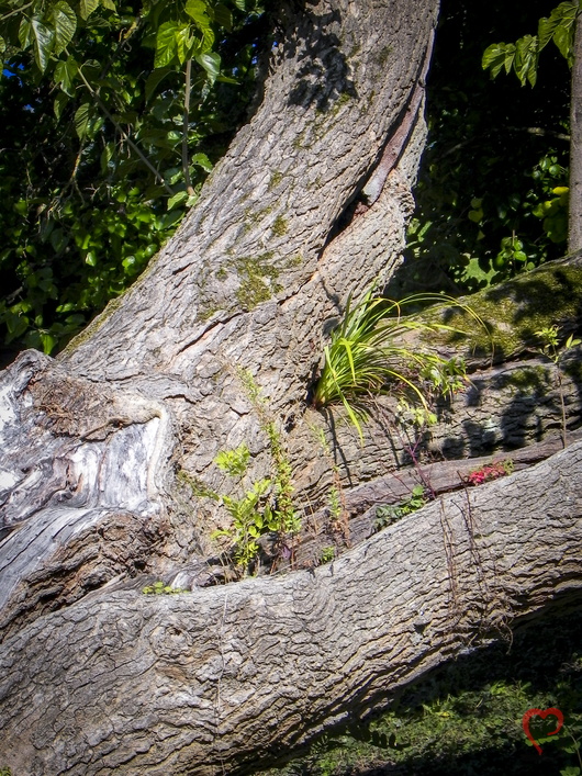Baum mit Pflanzenwuchs