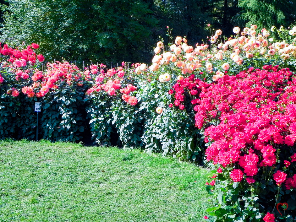 Auswahl an Dahlien