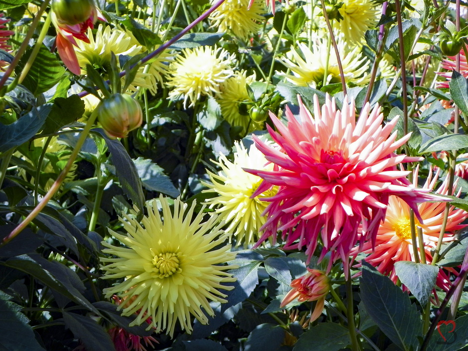 farbige Dahlien