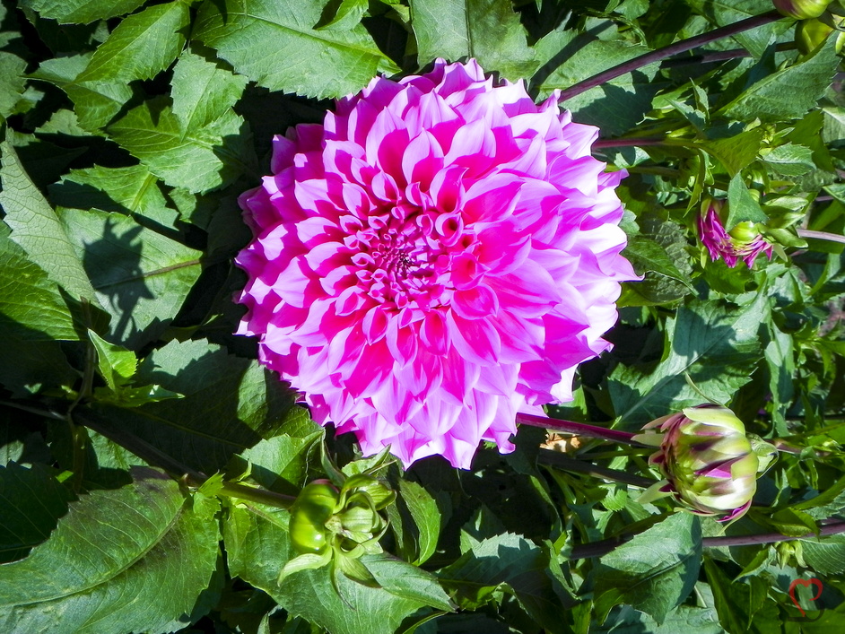 Dahlienblüte