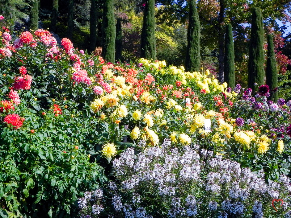 Blumenpracht