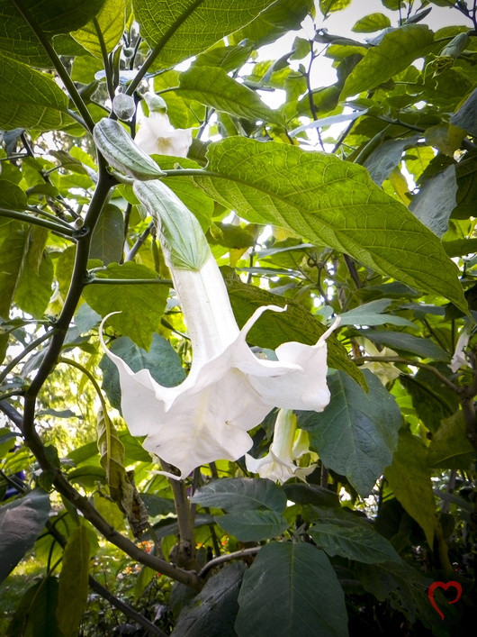 Trompetenblume