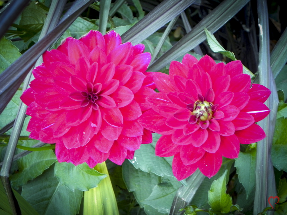 Dahlien