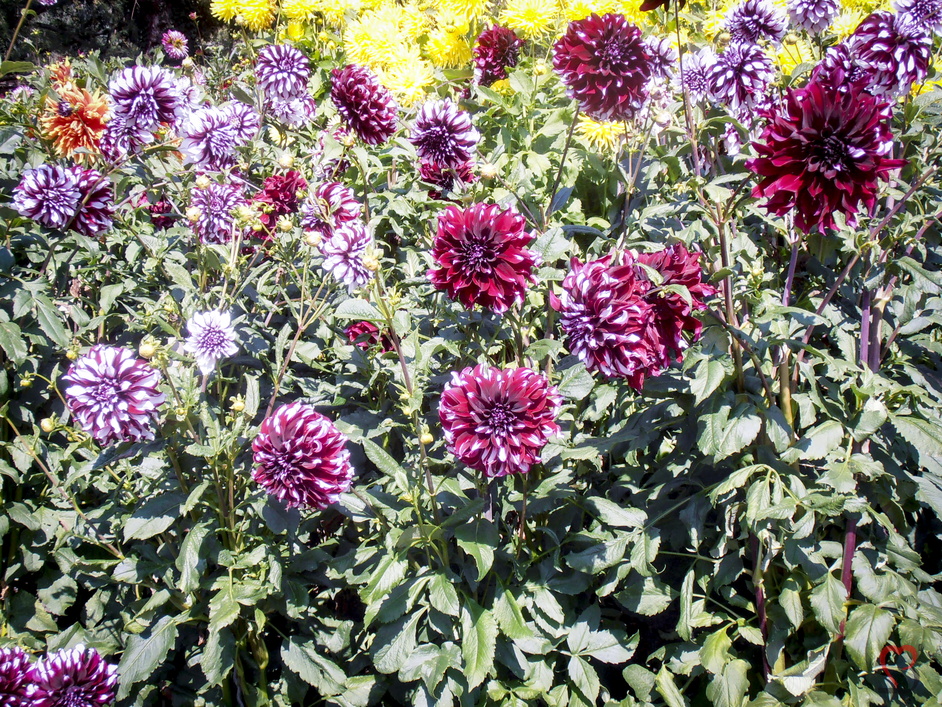Dahlienfeld